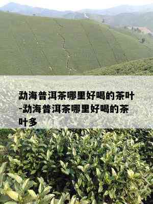 勐海普洱茶哪里好喝的茶叶-勐海普洱茶哪里好喝的茶叶多