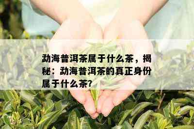 勐海普洱茶属于什么茶，揭秘：勐海普洱茶的真正身份属于什么茶？