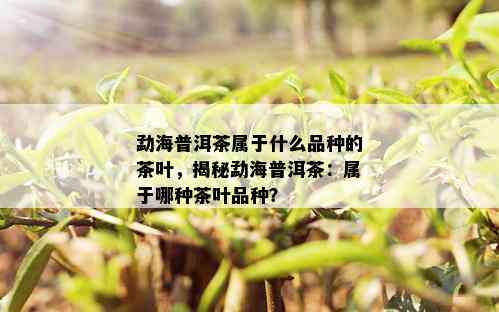 勐海普洱茶属于什么品种的茶叶，揭秘勐海普洱茶：属于哪种茶叶品种？