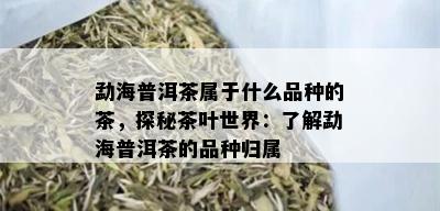 勐海普洱茶属于什么品种的茶，探秘茶叶世界：了解勐海普洱茶的品种归属