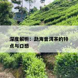 深度解析：勐海普洱茶的特点与口感