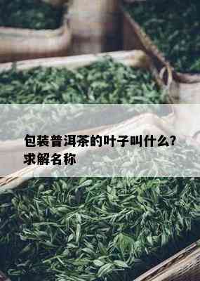 包装普洱茶的叶子叫什么？求解名称