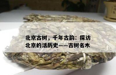 北京古树，千年古韵：探访北京的活历史——古树名木