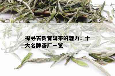 探寻古树普洱茶的魅力：十大名牌茶厂一览