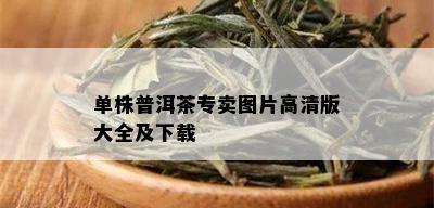 单株普洱茶专卖图片高清版大全及下载