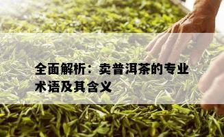 全面解析：卖普洱茶的专业术语及其含义