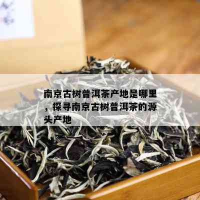 南京古树普洱茶产地是哪里，探寻南京古树普洱茶的源头产地