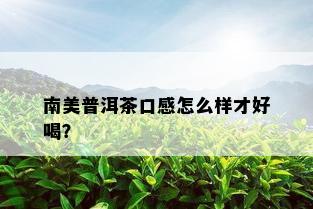 南美普洱茶口感怎么样才好喝？