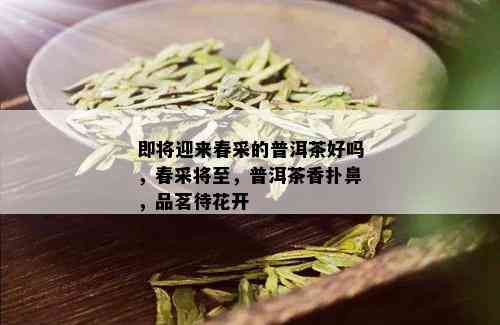 即将迎来春采的普洱茶好吗，春采将至，普洱茶香扑鼻，品茗待花开