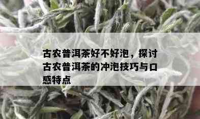 古农普洱茶好不好泡，探讨古农普洱茶的冲泡技巧与口感特点