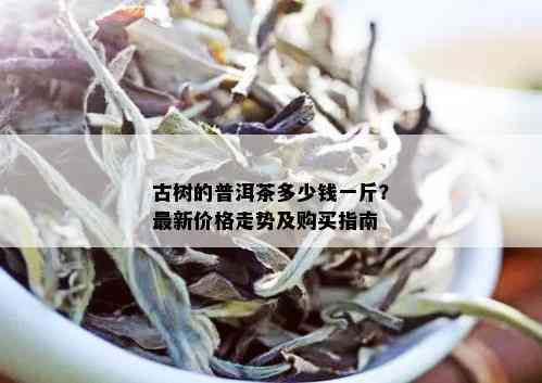 古树的普洱茶多少钱一斤？最新价格走势及购买指南