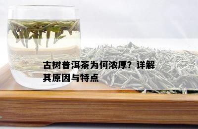 古树普洱茶为何浓厚？详解其原因与特点