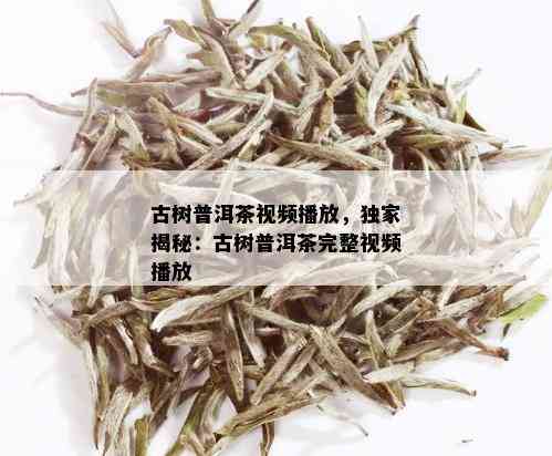 古树普洱茶视频播放，独家揭秘：古树普洱茶完整视频播放