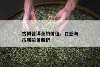 古树普洱茶的价值、口感与市场前景解析