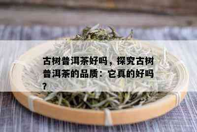 古树普洱茶好吗，探究古树普洱茶的品质：它真的好吗？