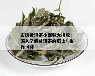 古树普洱茶小视频大播放：深入了解普洱茶的历史与制作过程