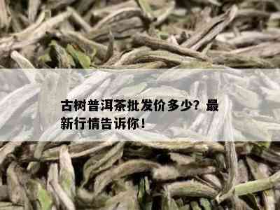 古树普洱茶批发价多少？最新行情告诉你！