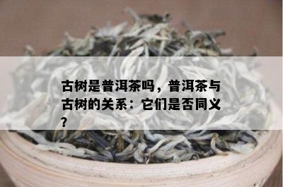 古树是普洱茶吗，普洱茶与古树的关系：它们是否同义？