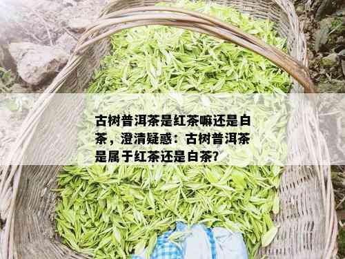 古树普洱茶是红茶嘛还是白茶，澄清疑惑：古树普洱茶是属于红茶还是白茶？