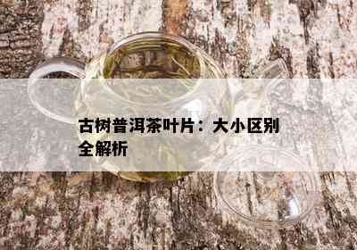 古树普洱茶叶片：大小区别全解析