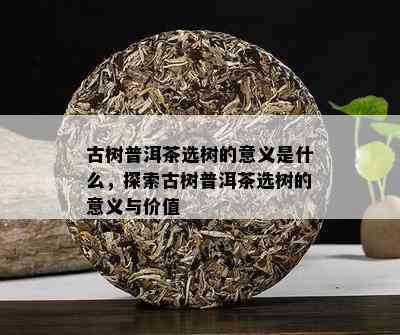 古树普洱茶选树的意义是什么，探索古树普洱茶选树的意义与价值