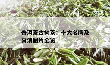 普洱茶古树茶：十大名牌及高清图片全览