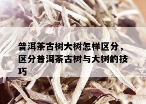 普洱茶古树大树怎样区分，区分普洱茶古树与大树的技巧