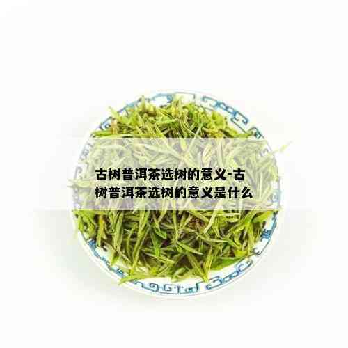 古树普洱茶选树的意义-古树普洱茶选树的意义是什么