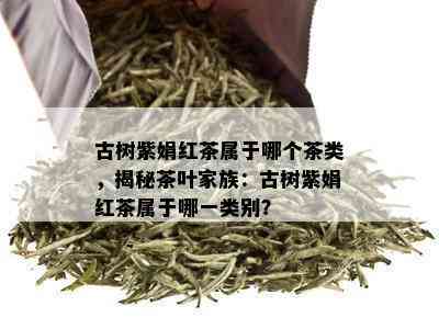 古树紫娟红茶属于哪个茶类，揭秘茶叶家族：古树紫娟红茶属于哪一类别？