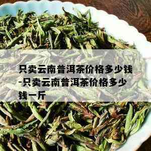 只卖云南普洱茶价格多少钱-只卖云南普洱茶价格多少钱一斤