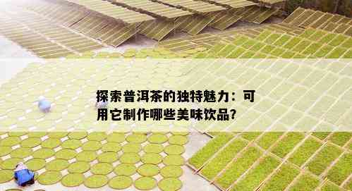 探索普洱茶的独特魅力：可用它制作哪些美味饮品？