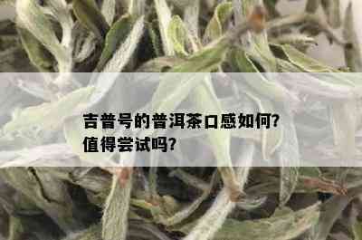 吉普号的普洱茶口感如何？值得尝试吗？