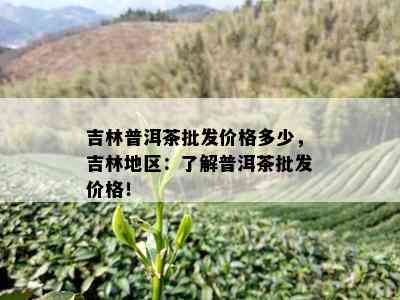 吉林普洱茶批发价格多少，吉林地区：了解普洱茶批发价格！