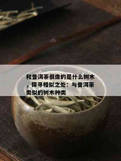 和普洱茶很像的是什么树木，探寻相似之处：与普洱茶类似的树木种类