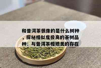 和普洱茶很像的是什么树种，探秘相似度极高的茶树品种：与普洱茶相媲美的存在