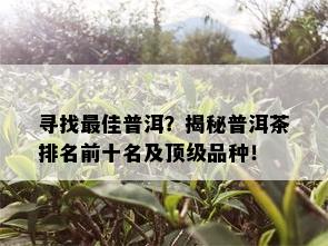 寻找更佳普洱？揭秘普洱茶排名前十名及顶级品种！