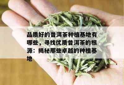 品质好的普洱茶种植基地有哪些，寻找优质普洱茶的根源：揭秘那些卓越的种植基地