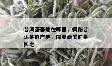 普洱茶基地在哪里，揭秘普洱茶的产地：探寻最美的茶园之一