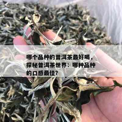 哪个品种的普洱茶更好喝，探秘普洱茶世界：哪种品种的口感更佳？