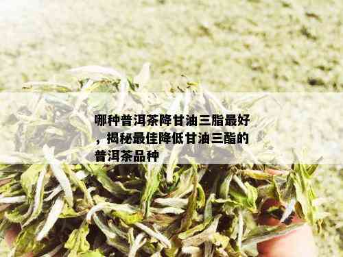 哪种普洱茶降甘油三脂更好，揭秘更佳降低甘油三酯的普洱茶品种