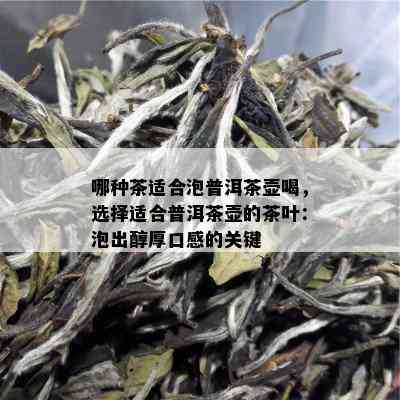 哪种茶适合泡普洱茶壶喝，选择适合普洱茶壶的茶叶：泡出醇厚口感的关键