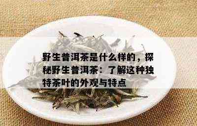 野生普洱茶是什么样的，探秘野生普洱茶：了解这种独特茶叶的外观与特点