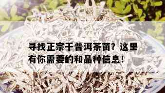 寻找正宗干普洱茶苗？这里有你需要的和品种信息！