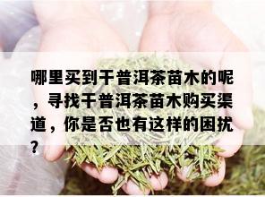 哪里买到干普洱茶苗木的呢，寻找干普洱茶苗木购买渠道，你是否也有这样的困扰？