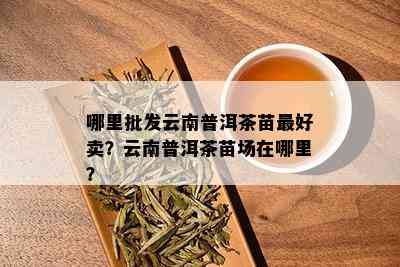 哪里批发云南普洱茶苗更好卖？云南普洱茶苗场在哪里？