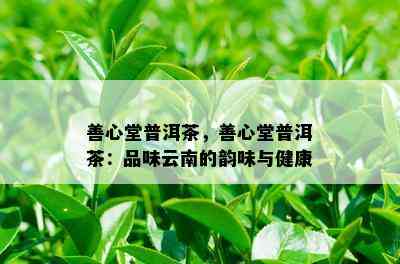 善心堂普洱茶，善心堂普洱茶：品味云南的韵味与健康