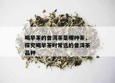 喝早茶的普洱茶是哪种茶，探究喝早茶时常选的普洱茶品种