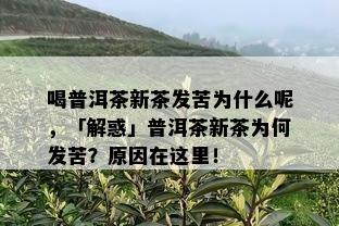 喝普洱茶新茶发苦为什么呢，「解惑」普洱茶新茶为何发苦？原因在这里！