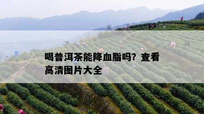 喝普洱茶能降血脂吗？查看高清图片大全