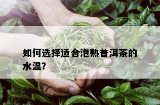 如何选择适合泡熟普洱茶的水温？